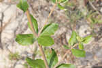 Dogtongue buckwheat